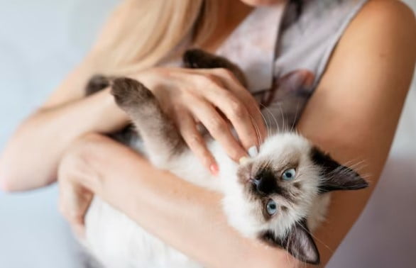 Apakah Kucing Boleh Dimandikan Setelah Melahirkan?