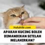 Apakah Kucing Boleh Dimandikan Setelah Melahirkan?
