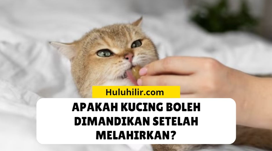Apakah Kucing Boleh Dimandikan Setelah Melahirkan?