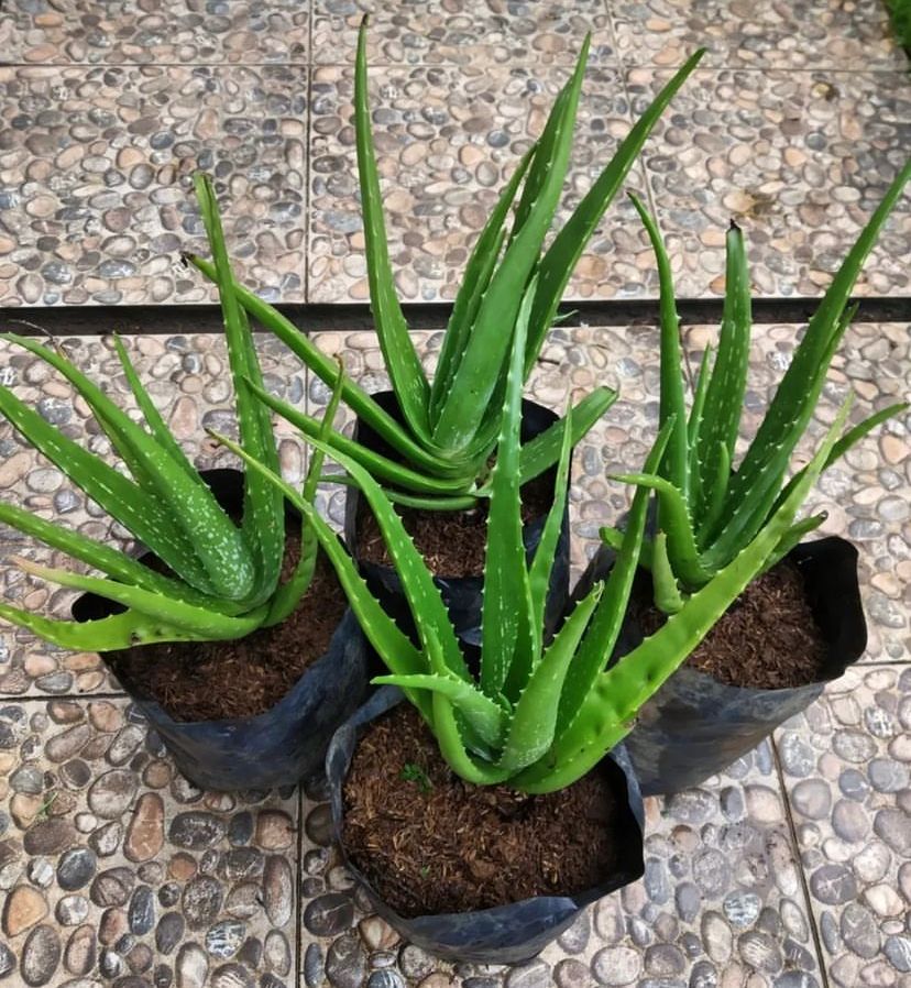 Cara Membuat Masker Alami dari Bahan Dapur, Lebih Hemat dan Aman