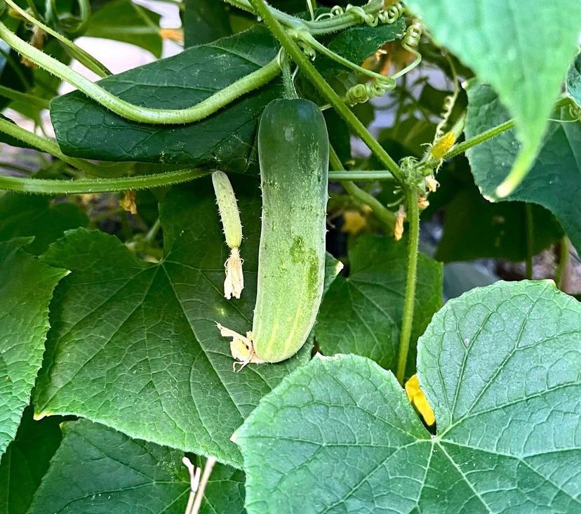 Cara Membuat Masker Alami dari Bahan Dapur, Lebih Hemat dan Aman
