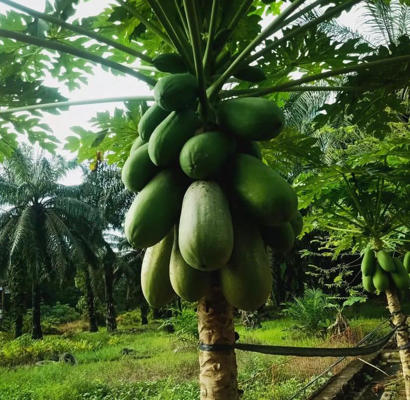 Cara Memutihkan Wajah Alami Dalam 1 Malam dengan Mudah