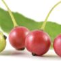 7 Manfaat Luar Biasa Buah Kersen yang Akan Menggejutkan Anda! Dan Jangan Lewatkan, Daunnya Juga Punya Keajaiban Tersembunyi!