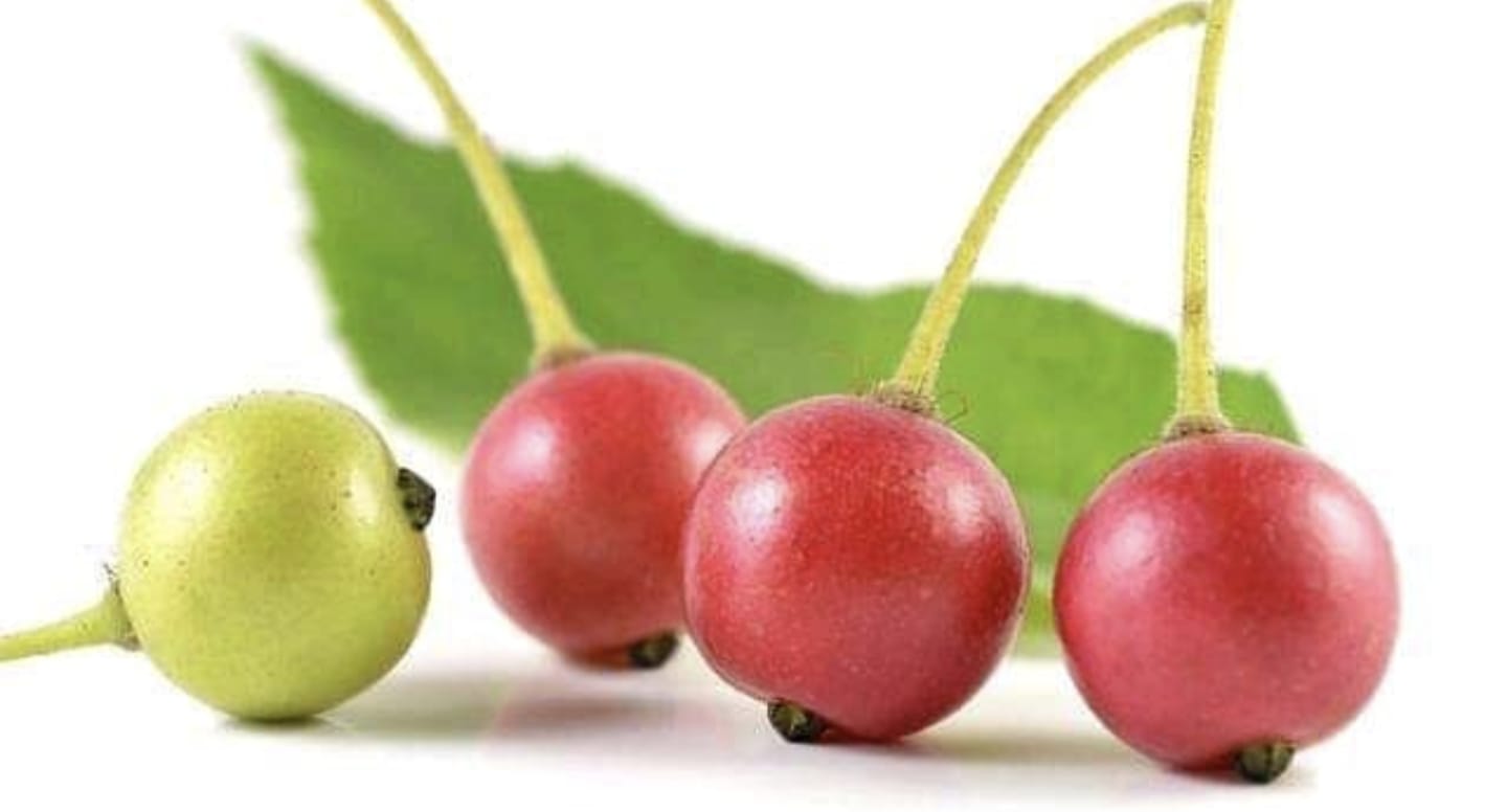 7 Manfaat Luar Biasa Buah Kersen yang Akan Menggejutkan Anda! Dan Jangan Lewatkan, Daunnya Juga Punya Keajaiban Tersembunyi!
