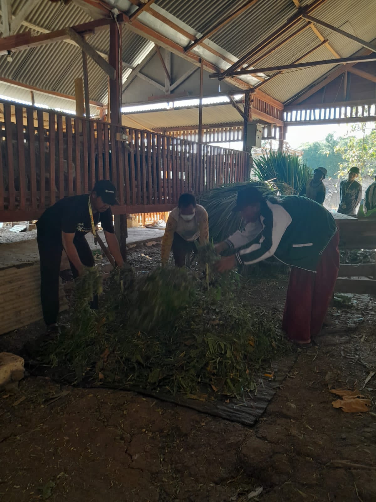 Kunjungi Peternakan Domba, Mahasiswa KKN Kelompok 48 UNUGIRI Mendapatkan Ilmu Baru
