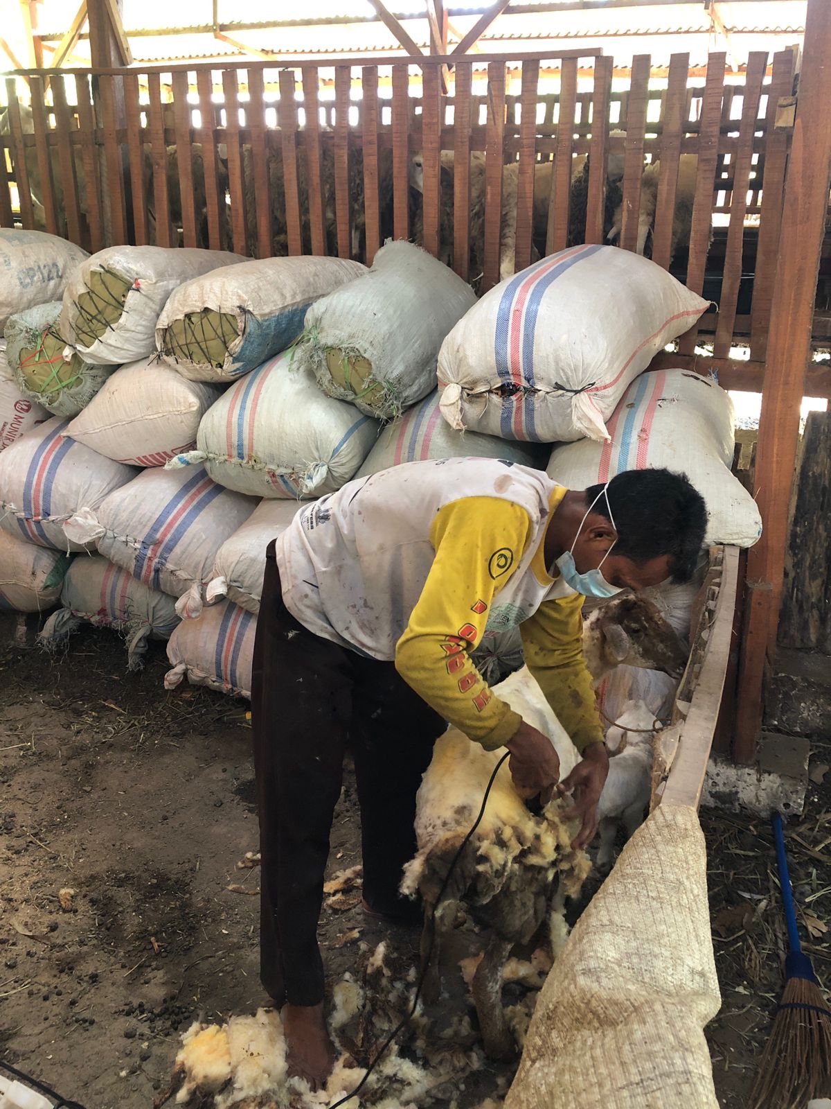 Kunjungi Peternakan Domba, Mahasiswa KKN Kelompok 48 UNUGIRI Mendapatkan Ilmu Baru