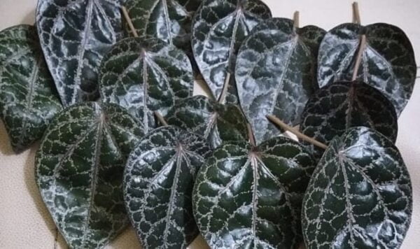 10 Manfaat Luar Biasa Daun Sirih Merah untuk Kulit! Mengatasi Jerawat dan Menghambat Tanda-Tanda Penuaan