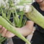 Cara Efektif Menggunakan Lidah Buaya dan Jeruk Nipis untuk Mengatasi Flek Hitam! Rekomendasi Terbaik