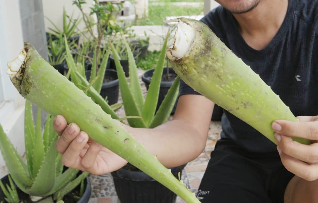 Cara Efektif Menggunakan Lidah Buaya dan Jeruk Nipis untuk Mengatasi Flek Hitam! Rekomendasi Terbaik