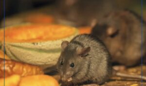 Cara Mudah Membuat Racun Tikus yang Alami dan Ampuh, Cuma Pakai 3 Bahan Dapur