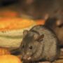 Cara Mudah Membuat Racun Tikus yang Alami dan Ampuh, Cuma Pakai 3 Bahan Dapur