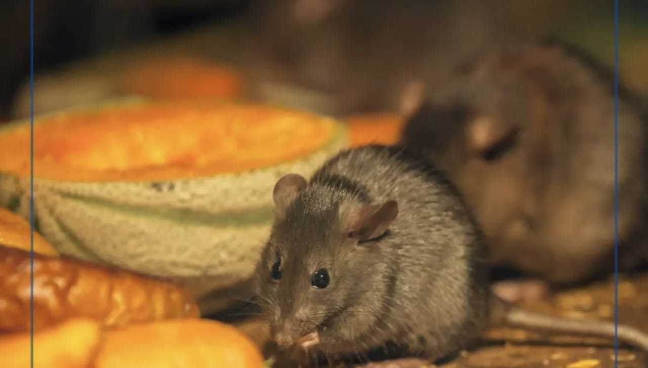 Cara Mudah Membuat Racun Tikus yang Alami dan Ampuh, Cuma Pakai 3 Bahan Dapur