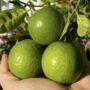 Menggunakan Jeruk Nipis dan Air Mawar Sebelum Tidur untuk Menghilangkan Melasma dan Flek Hitam serta Mencapai Wajah Bebas Kerutan