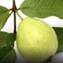 Menyingkirkan Kerutan di Sekitar Mata dan Mengatasi Masalah Kulit Berminyak 10 Manfaat Rebusan Daun Jambu Biji untuk Kecantikan