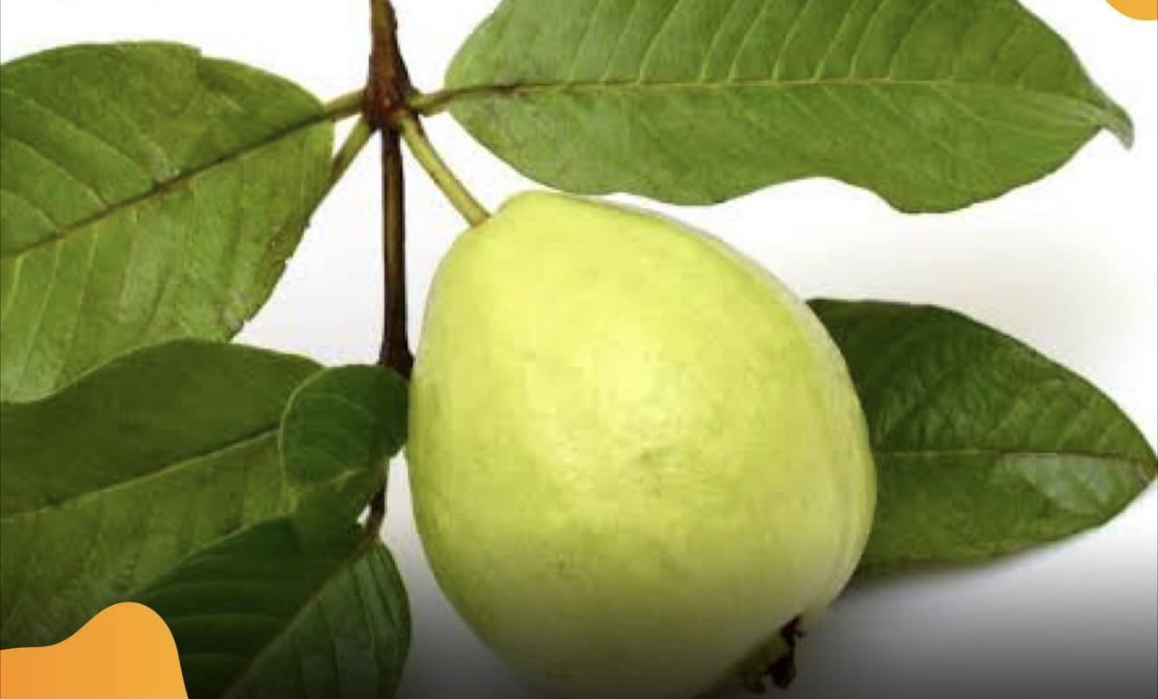 Menyingkirkan Kerutan di Sekitar Mata dan Mengatasi Masalah Kulit Berminyak 10 Manfaat Rebusan Daun Jambu Biji untuk Kecantikan