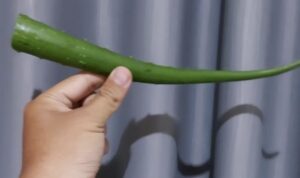 Rahasia Kulit Cantik dengan Perawatan Terbaru Menggunakan Bahan Alami dari Lidah Buaya dan Putih Telur! Temukan Manfaat dan Cara Penggunaannya di Sini untuk Wajah yang Lebih Berseri!