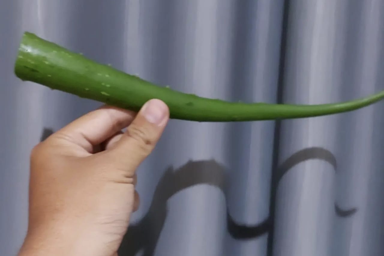 Rahasia Kulit Cantik dengan Perawatan Terbaru Menggunakan Bahan Alami dari Lidah Buaya dan Putih Telur! Temukan Manfaat dan Cara Penggunaannya di Sini untuk Wajah yang Lebih Berseri!