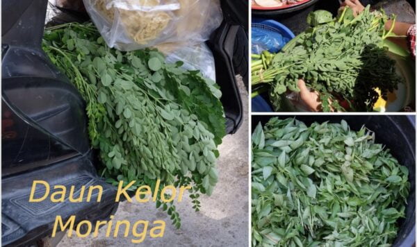 Rahasia Kulit Cerah Merata Seperti Artis Jepang dengan Scrub Daun Kelor dan Bahan Ajaib Ini