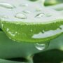 Ternyata, Ini Langkah-Langkah Cepat Menghilangkan Flek Hitam dengan Lidah Buaya dan Jeruk Nipis, Ikuti 5 Cara Berikut