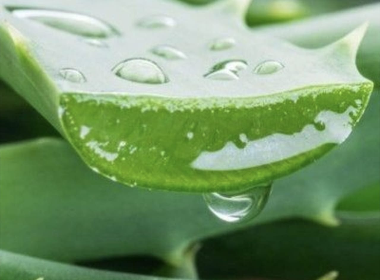 Ternyata, Ini Langkah-Langkah Cepat Menghilangkan Flek Hitam dengan Lidah Buaya dan Jeruk Nipis, Ikuti 5 Cara Berikut