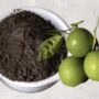 Trik Mencerahkan Kulit dengan Masker Kopi dan Jeruk Nipis Kulit Cerah dan Mulus dalam 3 Hari