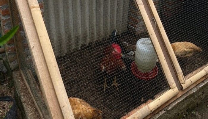 Belajar ke Yoso Farm di Klaten, Bojonegoro Bikin Paket Ayam Petelur untuk Warga Prasejahtera