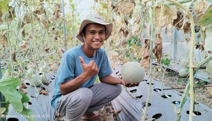 5 Sentra Agrowisata Bojonegoro, Petik dan Nikmati Buah Segarnya