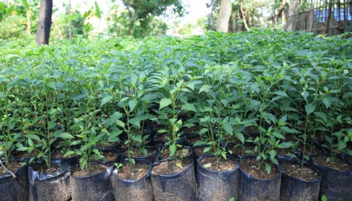 Gerakan Pekarangan Rumah untuk Kebun Ketahanan Pangan di Bojonegoro