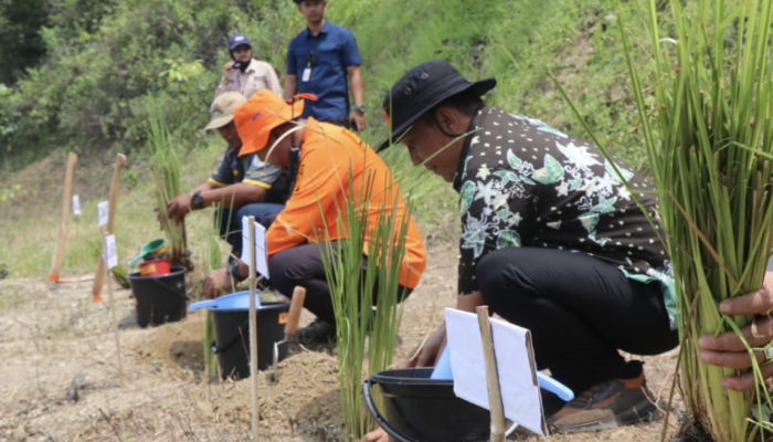 Penanaman Rumput Vetiver untuk Mitigasi Bencana: Strategi “Tembok Hidup” di Bojonegoro