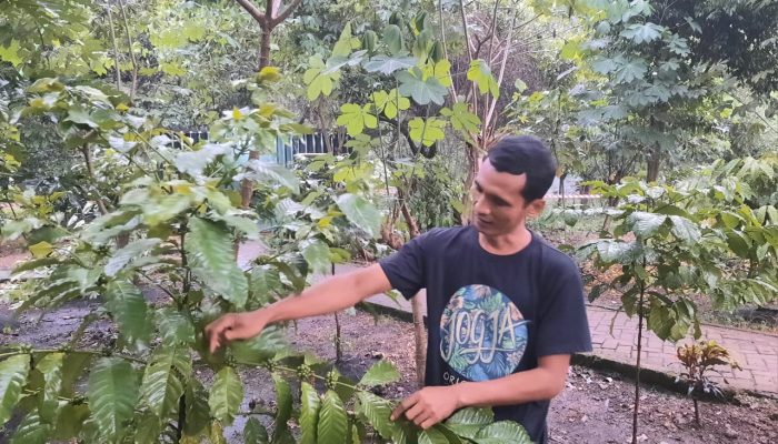 Dari Tlogohaji ke Kokobo Dander Forest, Laboratorium Kopi Dataran Rendah di Bojonegoro