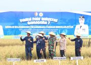 Bojonegoro Sukses Panen Padi Varietas Gamagora 7, Hasil Kerjasama dengan UGM