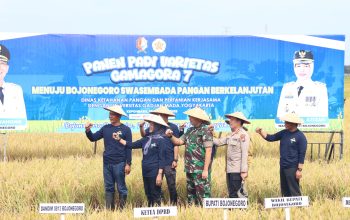 Bojonegoro Sukses Panen Padi Varietas Gamagora 7, Hasil Kerjasama dengan UGM