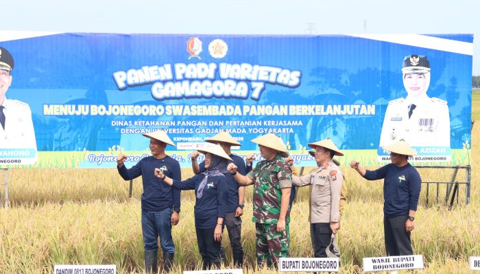 Bojonegoro Sukses Panen Padi Varietas Gamagora 7, Hasil Kerjasama dengan UGM