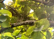 Anggrek Larat Hijau: Harta Karun Tersembunyi Hayati Bojonegoro