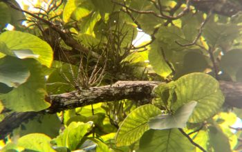 Anggrek Larat Hijau: Harta Karun Tersembunyi Hayati Bojonegoro