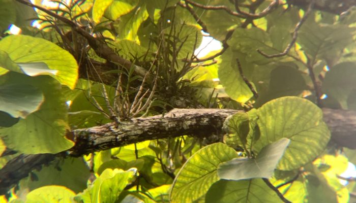 Anggrek Larat Hijau: Harta Karun Tersembunyi Hayati Bojonegoro