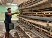 Kerjaan Sampingan Hasilkan Cuan Banyak: Cerita Usaha Ali Rohman Beternak Puyuh