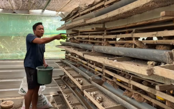 Kerjaan Sampingan Hasilkan Cuan Banyak: Cerita Usaha Ali Rohman Beternak Puyuh