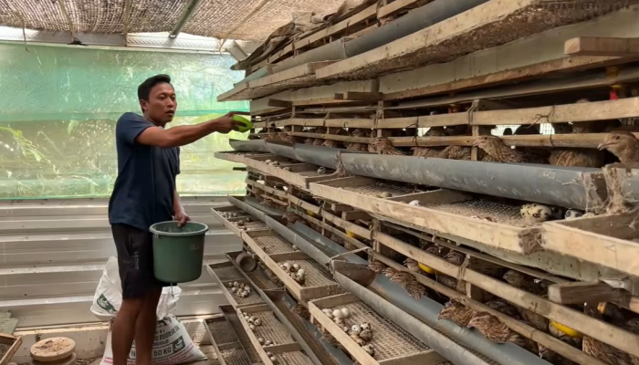 Kerjaan Sampingan Hasilkan Cuan Banyak: Cerita Usaha Ali Rohman Beternak Puyuh